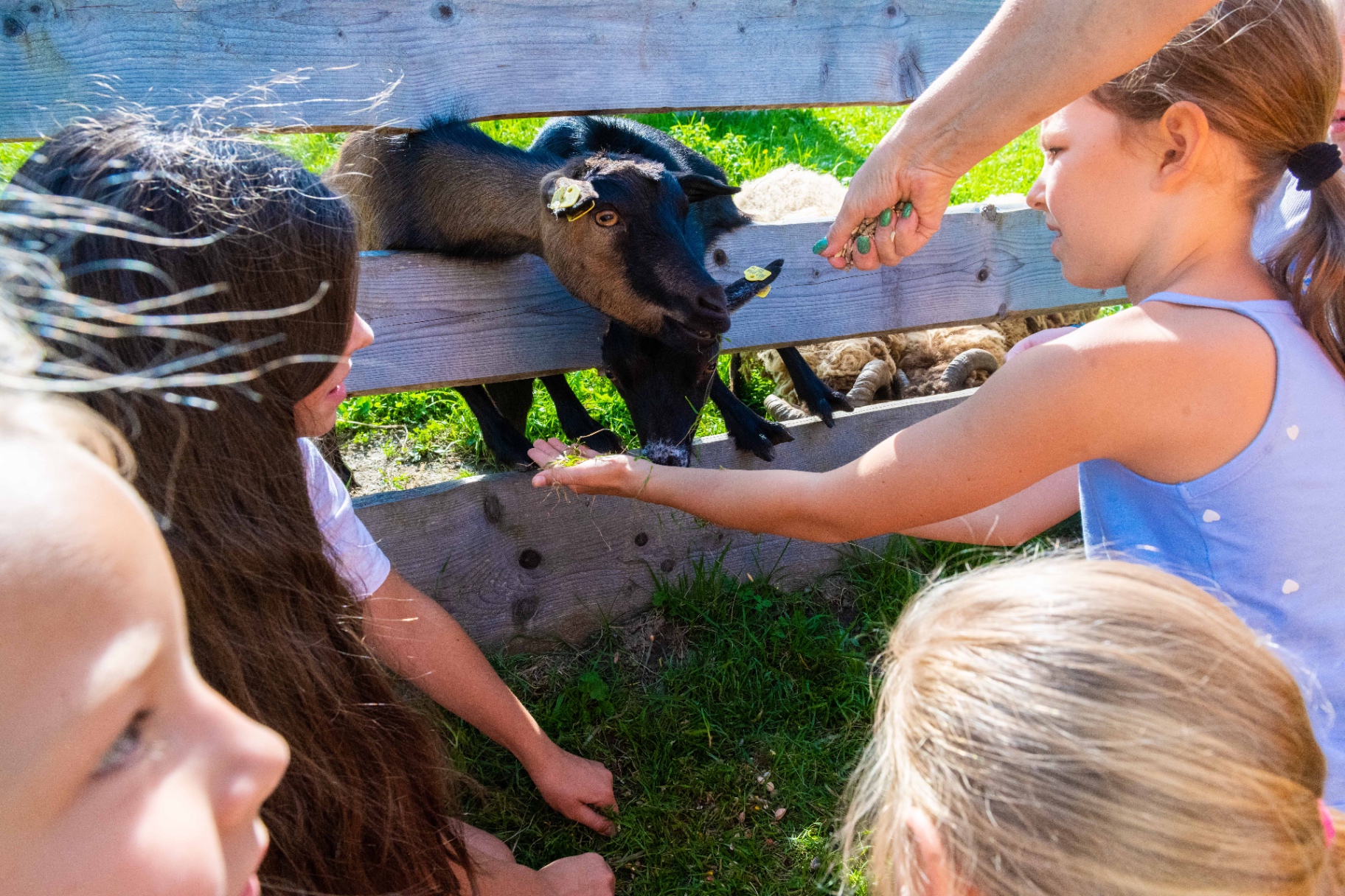 Kinder füttern Ziegen am Bauernhof